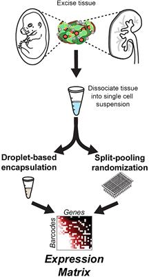 Patterns, Profiles, and Parsimony: Dissecting Transcriptional Signatures From Minimal Single-Cell RNA-Seq Output With SALSA